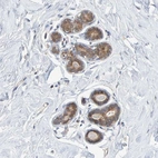 Anti-TATDN1 Antibody