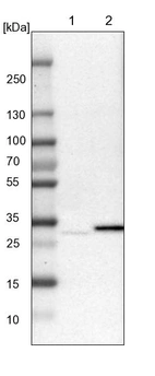 Lane 1: NIH-3T3 cell lysate (Mouse embryonic fibroblast cells)_br/_Lane 2: NBT-II cell lysate (Rat Wistar bladder tumour cells)