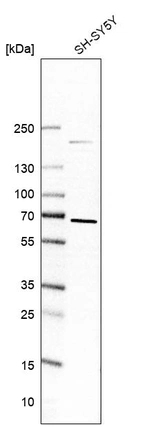 Western blot analysis in human cell line SH-SY5Y.