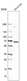 Anti-ZNF653 Antibody