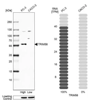 Anti-TRIM58 Antibody