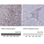 Anti-STAR Antibody