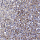 Immunohistochemical staining of human adrenal gland shows strong positivity in mitochondria in glandular cells.