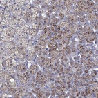 Immunohistochemical staining of human adrenal gland shows strong positivity in mitochondria in glandular cells.