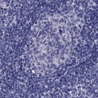 Anti-STAR Antibody