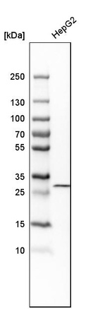 Western blot analysis in human cell line HepG2.