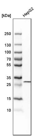 Western blot analysis in human cell line HepG2.