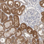 Immunohistochemical staining of human kidney shows moderate to strong cytoplasmic positivity in cells in tubules.