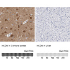 Anti-NCDN Antibody