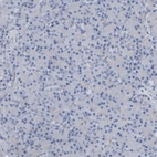 Immunohistochemical staining of human Pancreas shows no cytoplasmic positivity in exocrine glandular cells as expected.