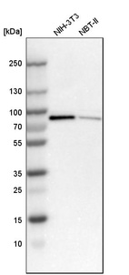 Western blot analysis in mouse cell line NIH-3T3 and rat cell line NBT-II.