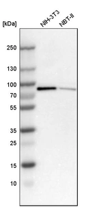 Western blot analysis in mouse cell line NIH-3T3 and rat cell line NBT-II.
