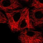 Immunofluorescent staining of human cell line A549 shows localization to centrosome.