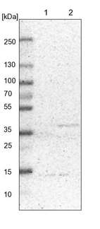 Lane 1: NIH-3T3 cell lysate (Mouse embryonic fibroblast cells)_br/_Lane 2: NBT-II cell lysate (Rat Wistar bladder tumour cells)