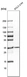 Anti-CDCA5 Antibody