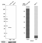 Western blot analysis in human cell line U-251 MG and human cell line MCF-7.