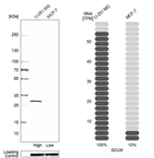 Western blot analysis in human cell line U-251 MG and human cell line MCF-7.
