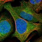 Immunofluorescent staining of human cell line U-2 OS shows localization to nucleoplasm & cytosol.