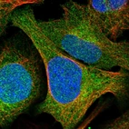 Immunofluorescent staining of human cell line U-2 OS shows localization to nucleoplasm & cytosol.