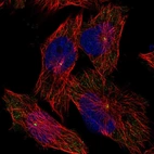 Immunofluorescent staining of human cell line U-251 MG shows localization to centrosome.