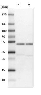 Lane 1: NIH-3T3 cell lysate (Mouse embryonic fibroblast cells)_br/_Lane 2: NBT-II cell lysate (Rat Wistar bladder tumour cells)
