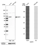 Western blot analysis in human cell lines A-431 and HEK293 using Anti-ESRP1 antibody. Corresponding ESRP1 RNA-seq data are presented for the same cell lines. Loading control: Anti-GAPDH.