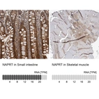 Anti-NAPRT Antibody