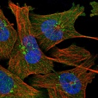 Immunofluorescent staining of human cell line U-251 MG shows localization to nucleoplasm, cytosol & the Golgi apparatus.