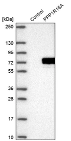 Western blot analysis in control (vector only transfected HEK293T lysate) and PPP1R16A over-expression lysate (Co-expressed with a C-terminal myc-DDK tag (~3.1 kDa) in mammalian HEK293T cells, LY409864).