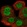Anti-IPO8 Antibody