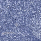 Immunohistochemical staining of human lymph node shows low expression as expected.