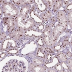 Immunohistochemical staining of human kidney shows strong nuclear positivity in cells in tubules.