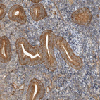 Immunohistochemical staining of human endometrium shows strong cytoplasmic positivity in glandular cells.