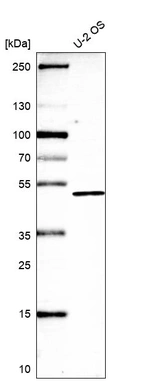 Western blot analysis in human cell line U-2 OS.