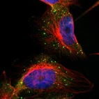 Immunofluorescent staining of human cell line U-251 MG shows localization to vesicles.