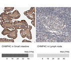 Anti-CHMP4C Antibody