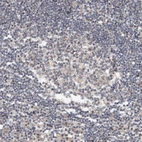 Immunohistochemical staining of human lymph node shows no positivity in germinal center cells as expected.