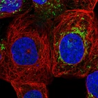 Immunofluorescent staining of human cell line A-431 shows localization to mitochondria.
