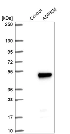Western blot analysis in control (vector only transfected HEK293T lysate) and ADPRM over-expression lysate (Co-expressed with a C-terminal myc-DDK tag (~3.1 kDa) in mammalian HEK293T cells, LY412569).