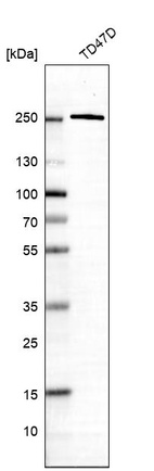 Western blot analysis in human cell line TD47D.