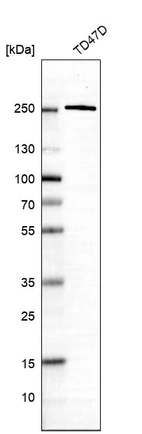 Western blot analysis in human cell line TD47D.