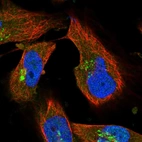 Immunofluorescent staining of human cell line U-251 MG shows localization to nucleoplasm & the Golgi apparatus.
