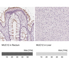 Anti-MUC12 Antibody