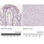 Anti-MUC12 Antibody