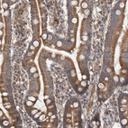 Immunohistochemical staining of human duodenum shows moderate cytoplasmic positivity in glandular cells.
