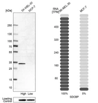 Western blot analysis in human cell line SK-MEL-30 and human cell line MCF-7.