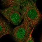 Immunofluorescent staining of human cell line A-431 shows localization to nucleoplasm, nuclear membrane & cytosol.