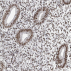 Anti-DMTF1 Antibody