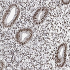 Immunohistochemical staining of human endometrium shows strong nuclear positivity in glandular cells.