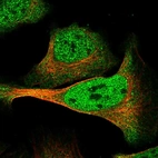 Immunofluorescent staining of human cell line U-2 OS shows localization to nucleoplasm & cytosol.